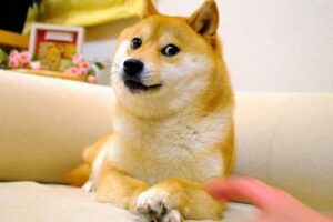 再见 Kabosu：狗狗币深受喜爱的柴犬吉祥物去世