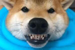 柴犬 (Shiba Inu) 因最新 CFTC 文件而从 Coinbase 获得重大提振